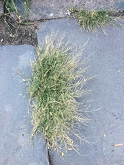 Eragrostis pectinacea