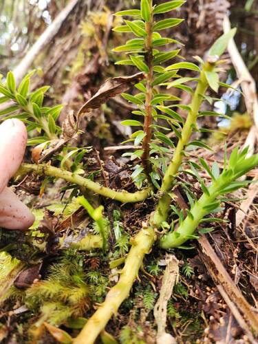 Phlegmariurus phyllanthus observed 2024-11-17