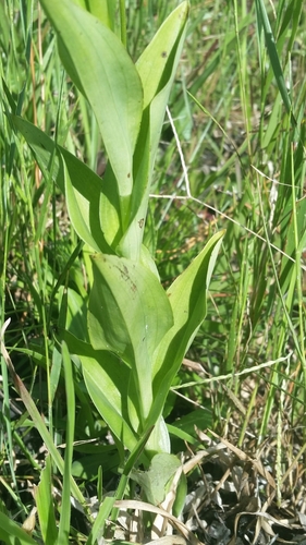Image of Habenaria macroceratitis by (c) Jay Horn, some rights reserved (CC BY)