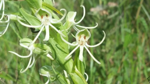 Image of Habenaria macroceratitis by (c) Jay Horn, some rights reserved (CC BY)