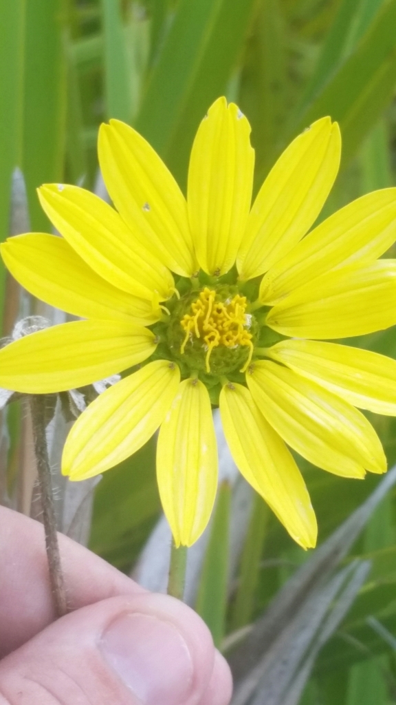 Silphium asteriscus, Punta Gorda, FL 33982, USA