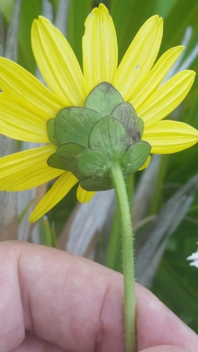 Silphium asteriscus