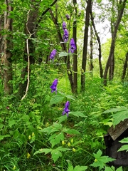 Aconitum fischeri