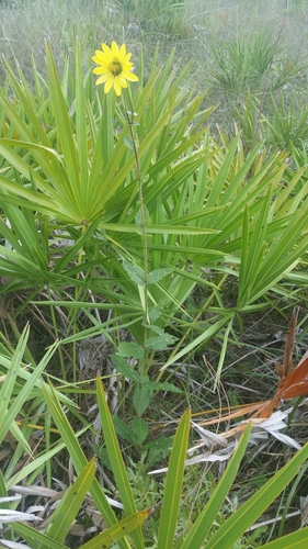Silphium asteriscus