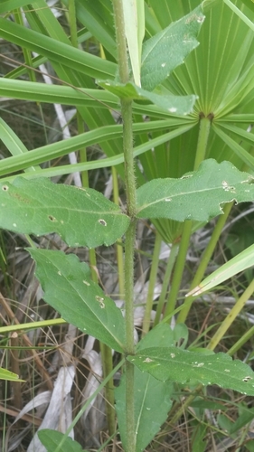 Silphium asteriscus