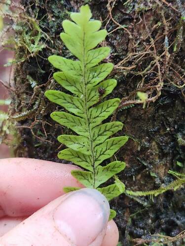 Adenophorus pinnatifidus observed 2024-11-17