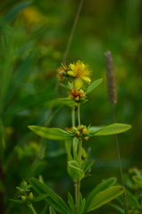 Hypericum kalmianum