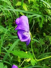 Aconitum fischeri