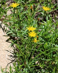 Phalacroseris bolanderi