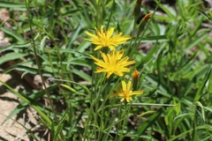 Phalacroseris bolanderi