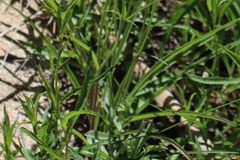 Phalacroseris bolanderi