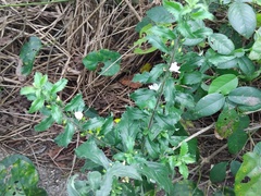 © PaÜ, some rights reserved (CC-BY-NC)