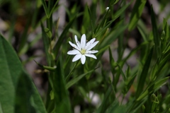 Stellaria borealis