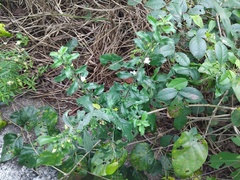 © PaÜ, some rights reserved (CC-BY-NC)