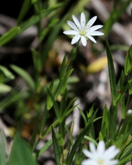 Stellaria borealis