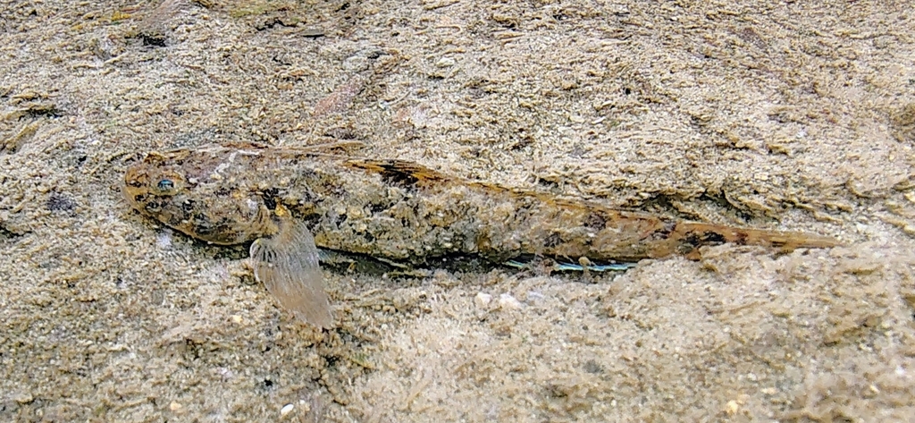 American freshwater goby (Ctenogobius shufeldti) — Gobiidae