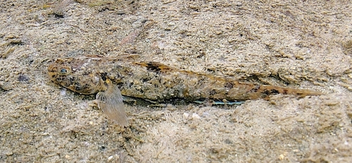 Freshwater-grondel (Ctenogobius shufeldti) — Gobiidae