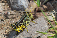 Melanoplus eumera