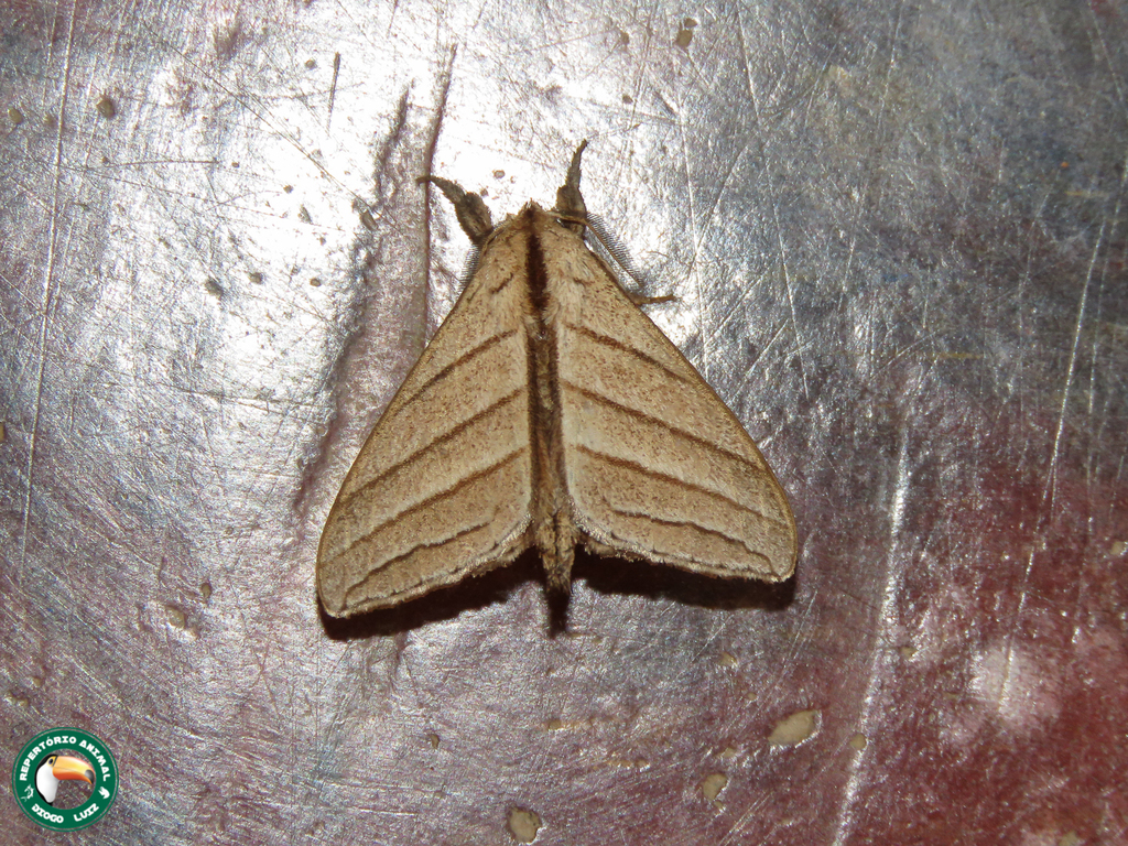Drepatelodes friburgensis