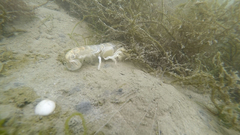 Upogebia affinis