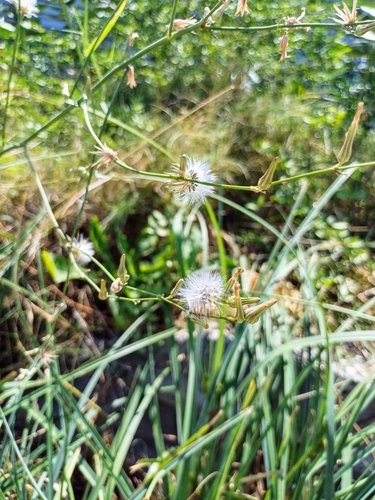 Foto de Almeirão-do-campo