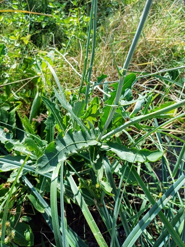 Foto de Almeirão-do-campo