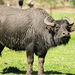 Domestic Water Buffalo - Photo (c) Giverny, some rights reserved (CC BY-NC), uploaded by Giverny