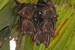 Cynopterus sphinx