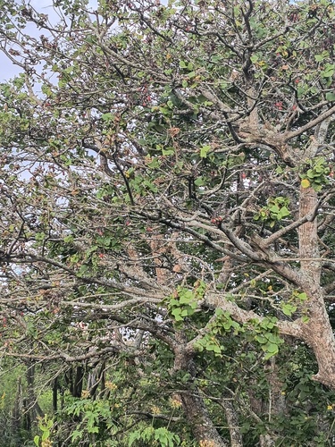 Foto de Suinã