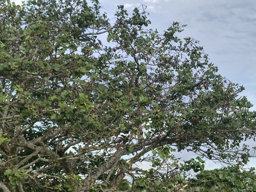 Foto de Suinã