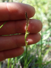 Carex globosa