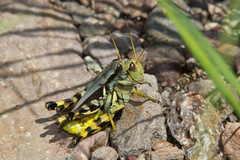 Melanoplus eumera