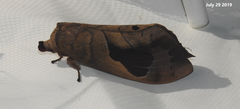 Paralebeda plagifera