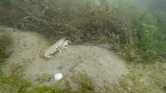 Upogebia affinis