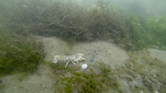 Upogebia affinis