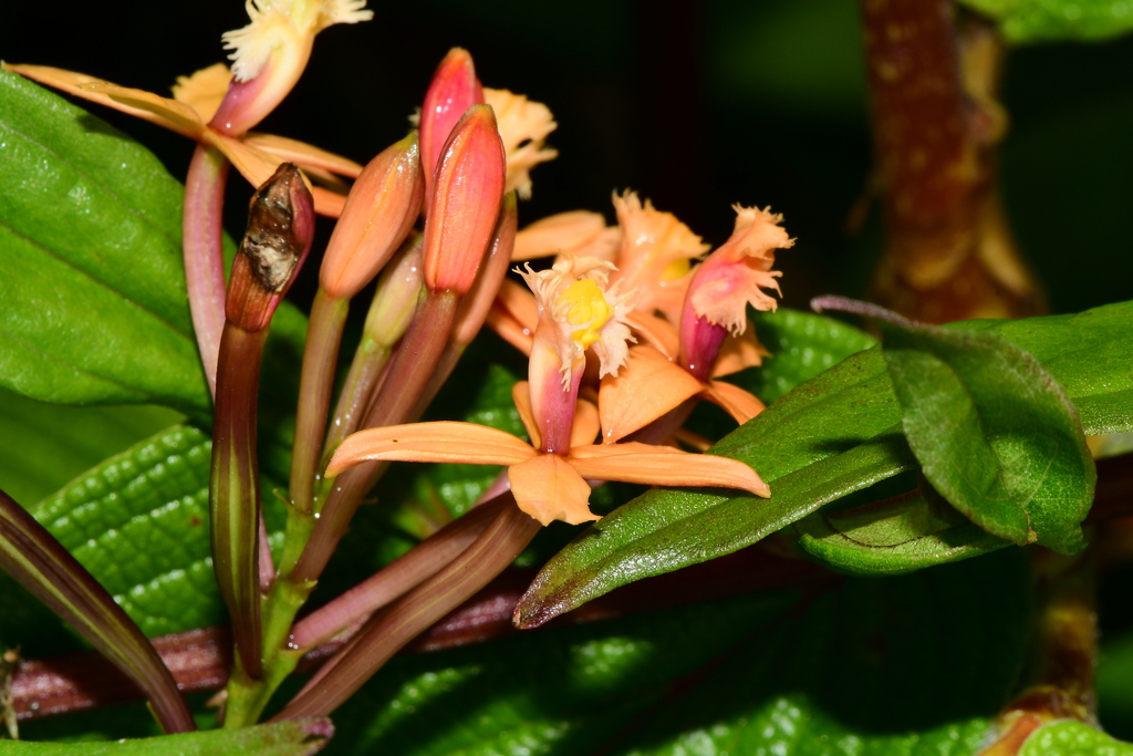Epidendrum deltoideoviridis Hágsater 3