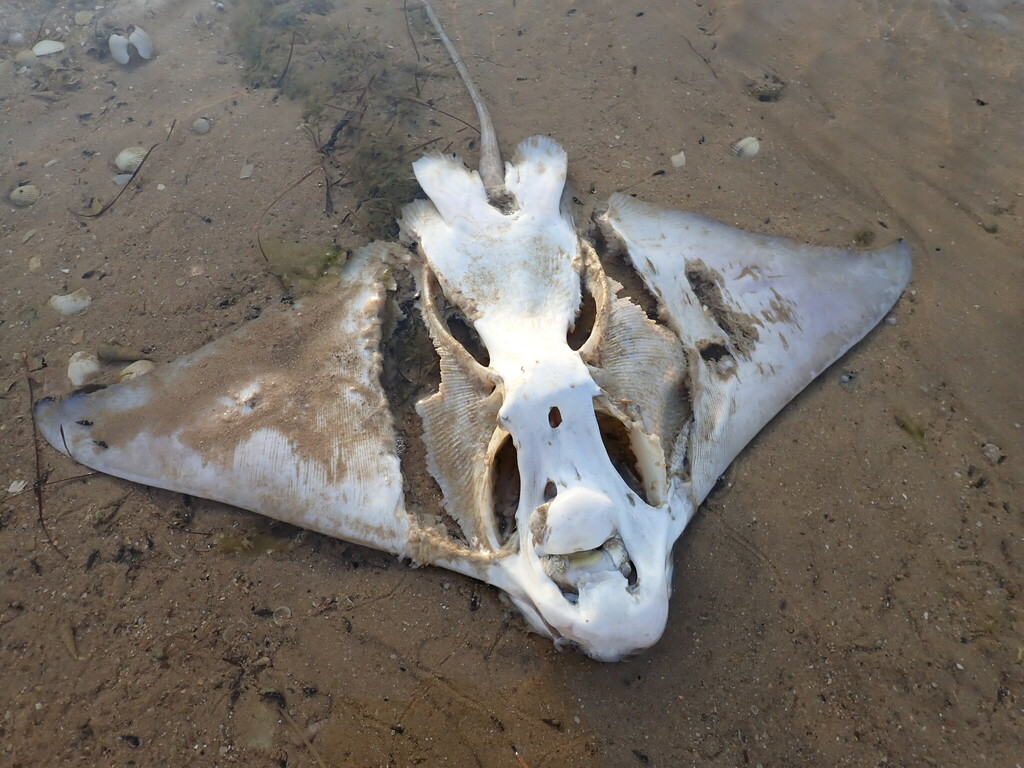 Duckbill Ray from Faro, Portugal on May 16, 2023 at 06:46 PM by ...