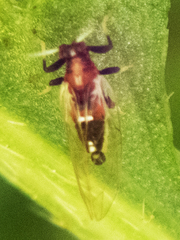 Bactericera antennata