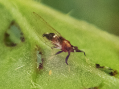 Bactericera antennata