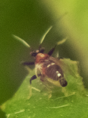 Bactericera antennata