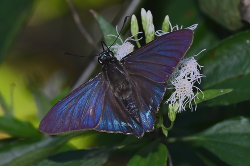 Mangrove Skipper photo 3