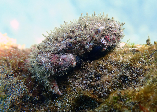 Gaillardiellus superciliaris observed 2024-12-19