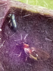 Bactericera antennata