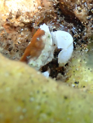 Xanthias canaliculatus, 2024-12-19