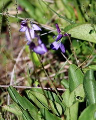 Viola adunca adunca
