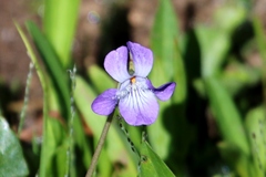 Viola adunca adunca