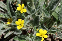 Viola tomentosa