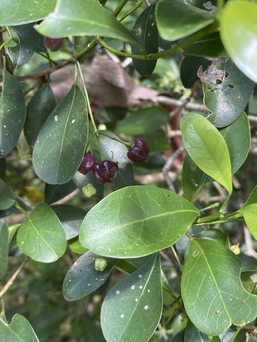Acronychia laevis (Acronychia laevis)
