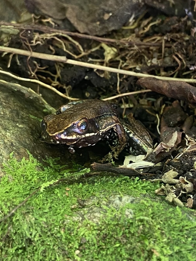 Caparao Mountains Tree Toad