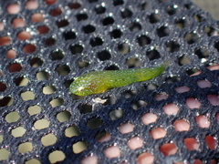 Emerald Clingfish photo 2